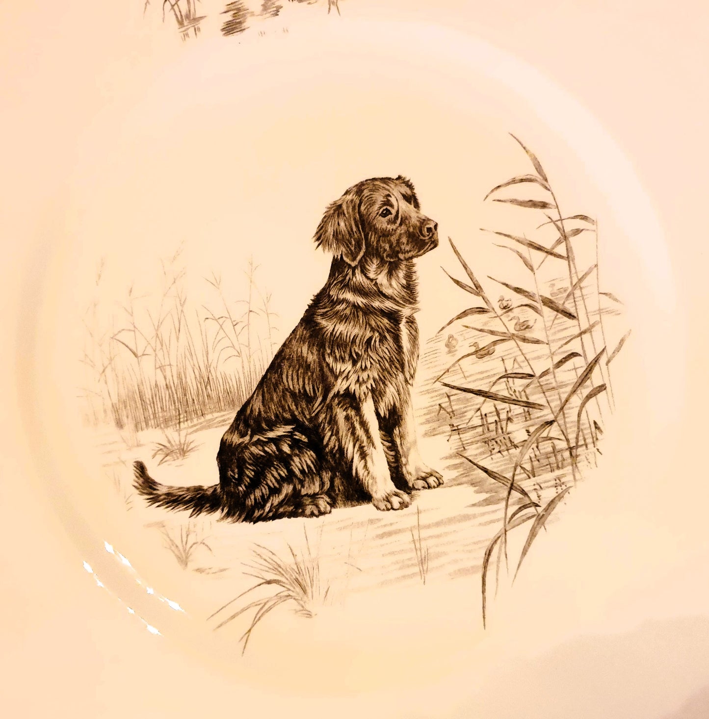 PIATTO WEDGWOOD SERIE "THE AMERICAN SPORTING DOG PLATES"